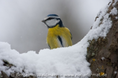 Blaumeise