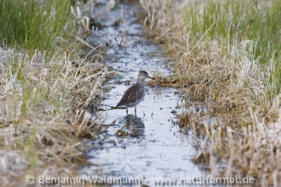 Bruchwasserläufer