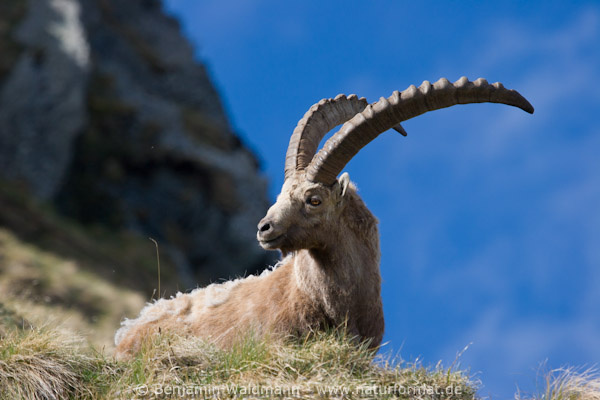 Steinbock
