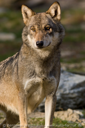 Timberwolf