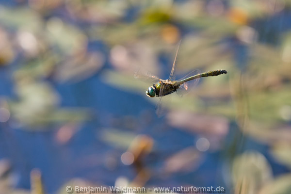 Falkenlibelle