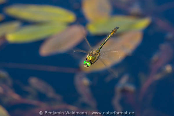 Falkenlibelle