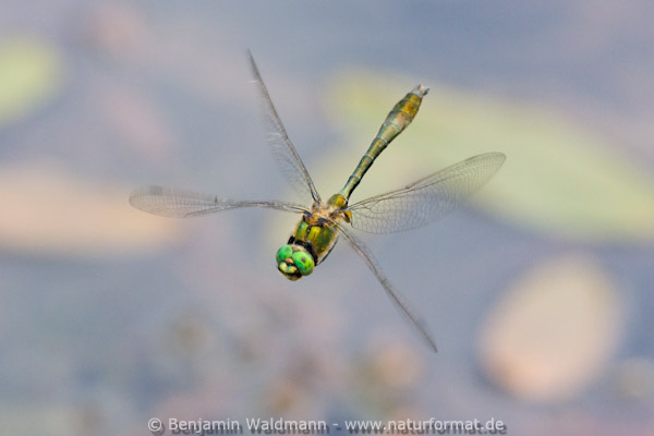 Falkenlibelle