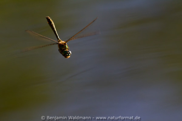 Falkenlibelle