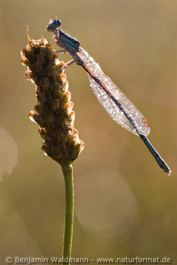 Blaue Federlibelle