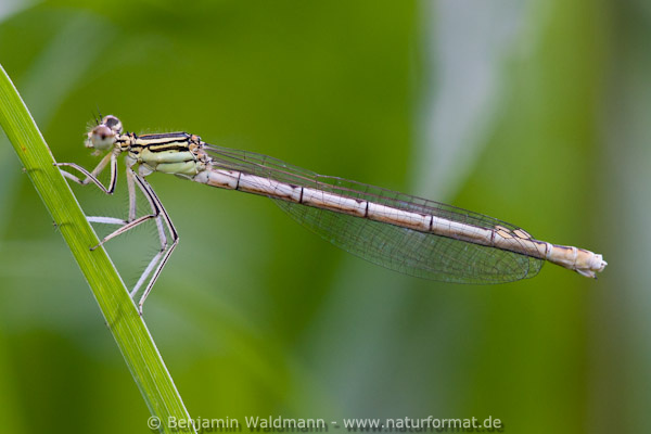 Blaue Federlibelle