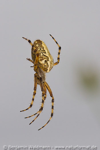 Eichblatt-Radspinne
