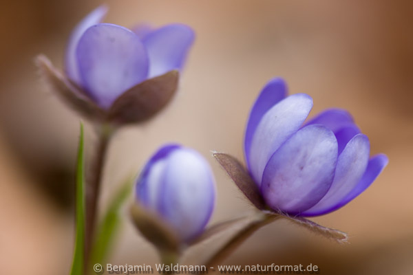 Leberblümchen