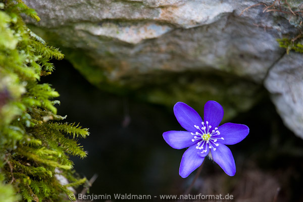 Leberblümchen