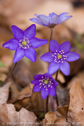 Leberblümchen
