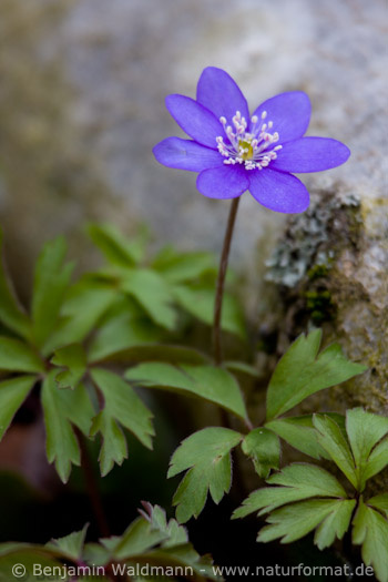 Leberblümchen