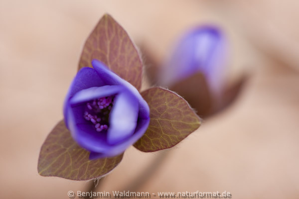 Leberblümchen