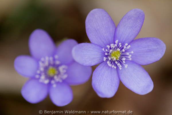 Leberblümchen