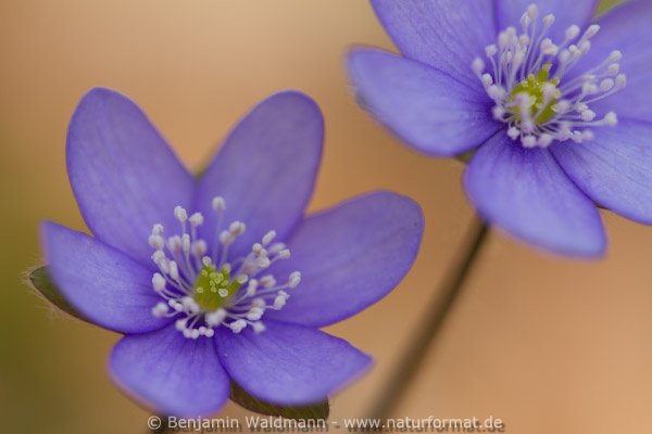 Leberblümchen