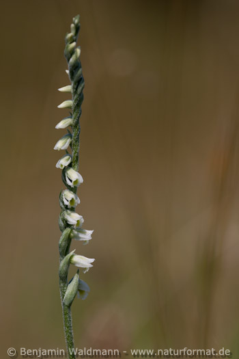 Herbstdrehwurz