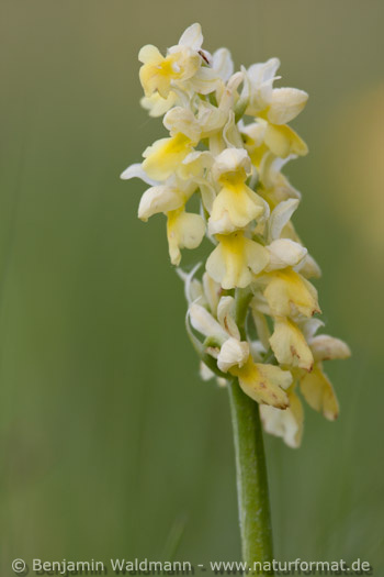 Blasses Knabenkraut