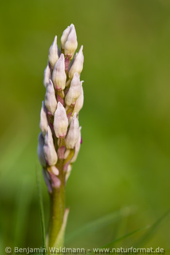 Helm-Knabenkraut