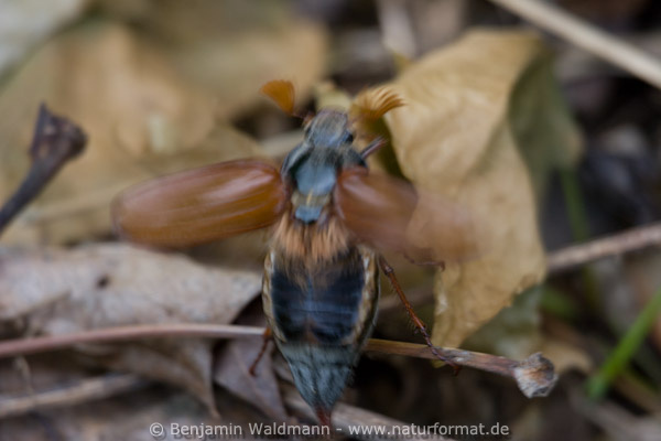 Maikäfer