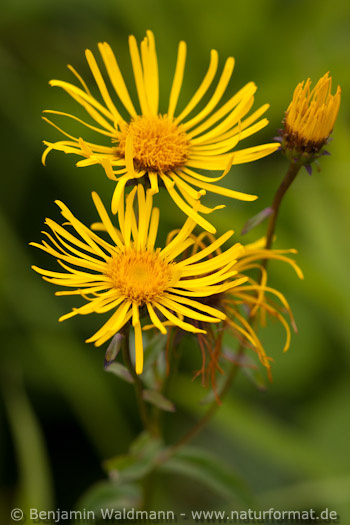 Wiesenalant