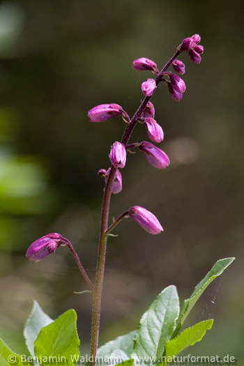 Diptam