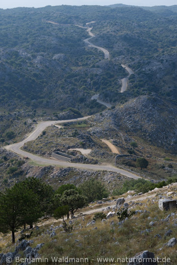 Pantokrator