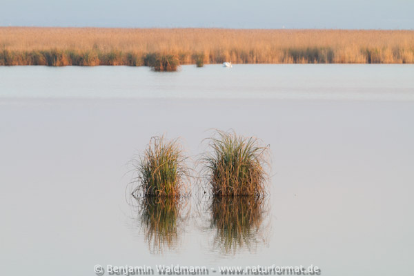 Neusiedler See