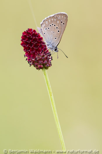 Heller Wiesenknopf-Ameisenbläuling