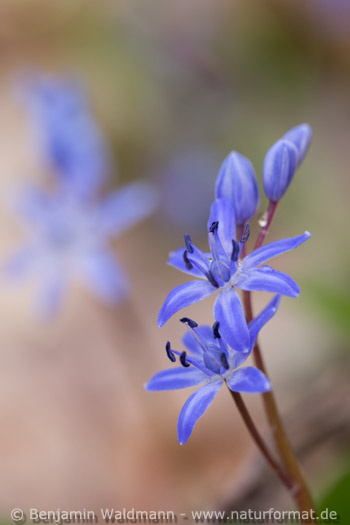 Blaustern