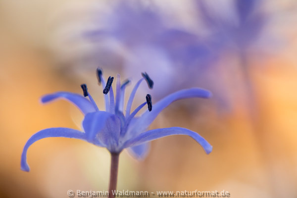 Blaustern