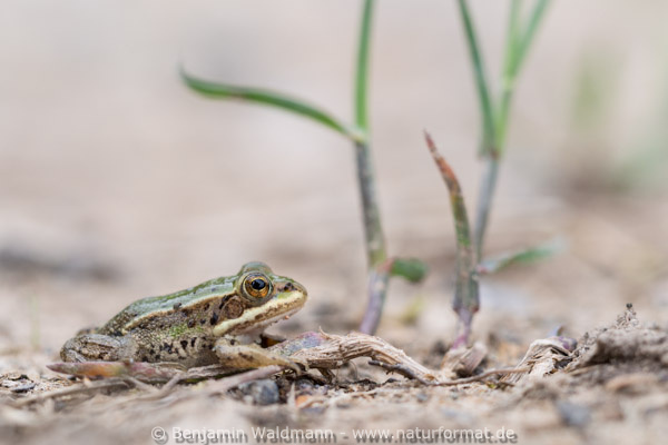 Wasserfrosch
