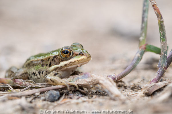 Wasserfrosch