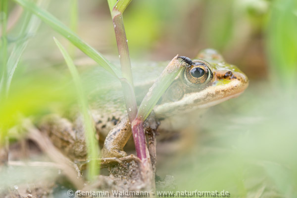 Wasserfrosch