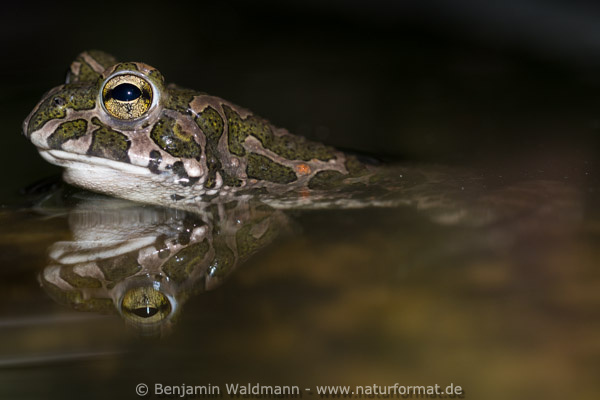 Wechselkröte