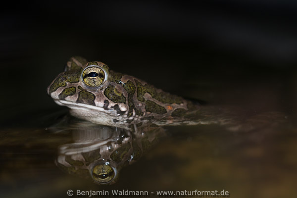 Wechselkröte