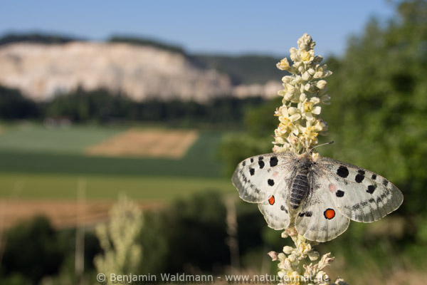 Roter Apollo