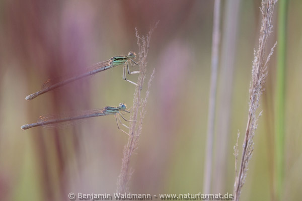 Blaue Federlibelle