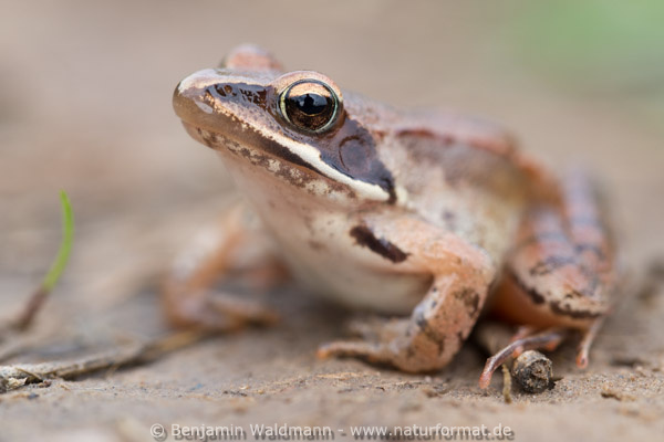Springfrosch