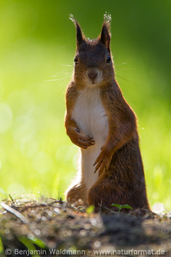 Eichhörnchen