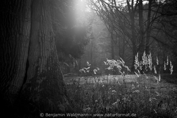 Winterlicht