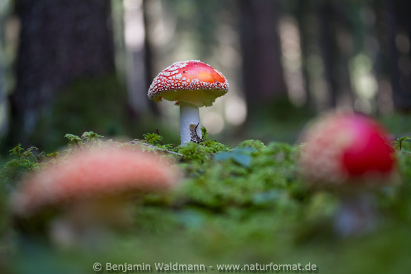 Fliegenpilz