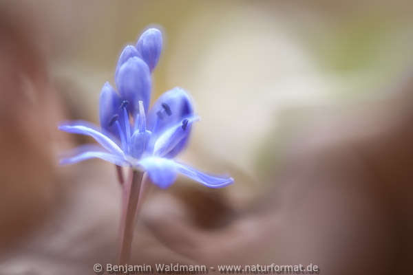 Blaustern