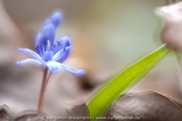 Blaustern