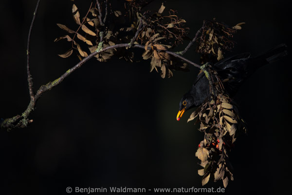 Amsel