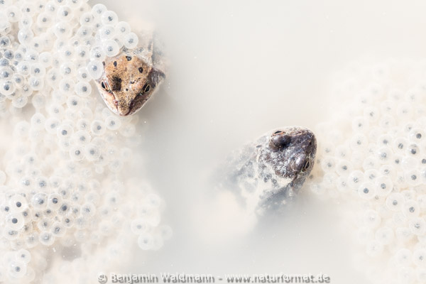 Grasfrosch