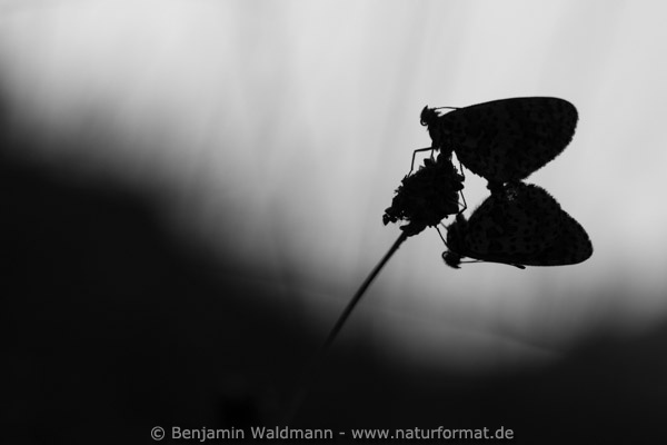 Roter Scheckenfalter