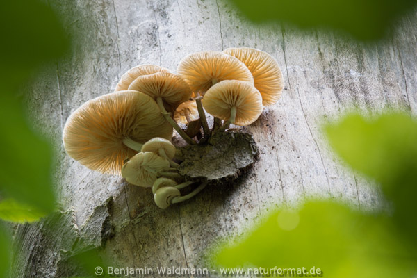 Beringter Buchenschleimrübling