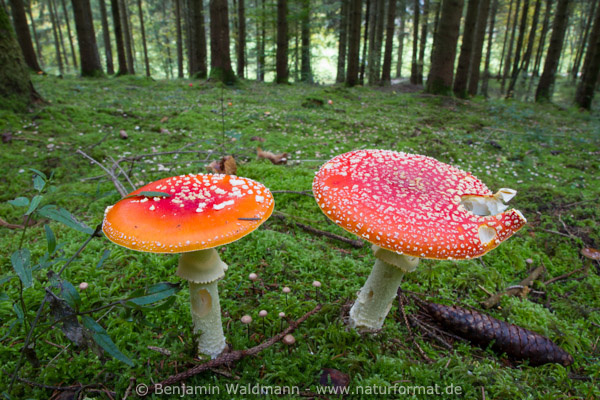 Fliegenpilz