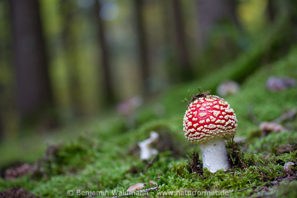 Fliegenpilz