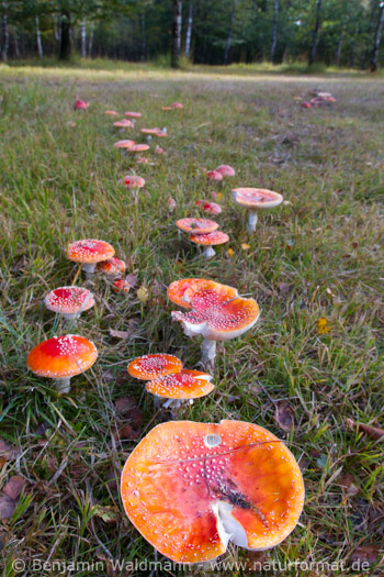 Fliegenpilz
